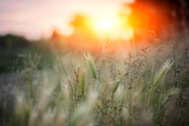 istock Field of grass and barley 667230382
