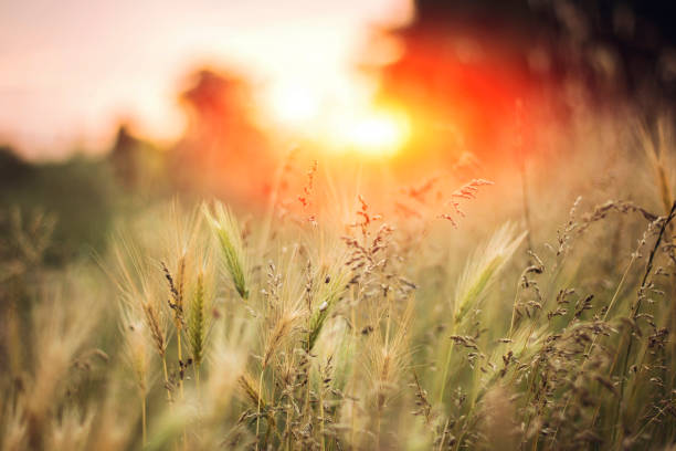 istock Field of barley 667230600