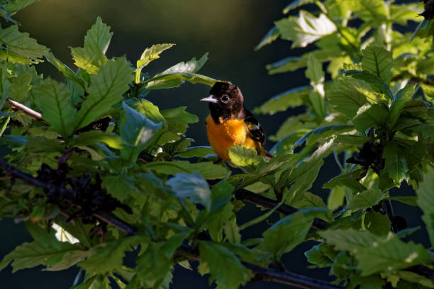 istock Baltimore Oriole in the Leaves 667230642