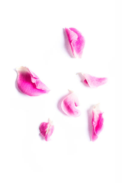 istock Pink color rose petals on background 667233042