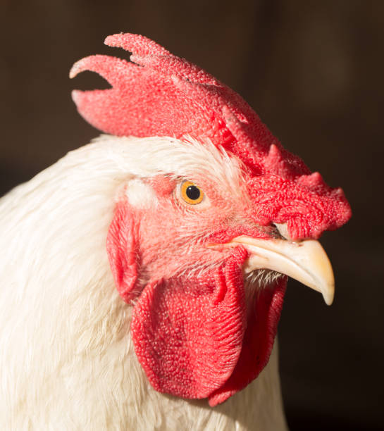 istock portrait of a cock 667233812
