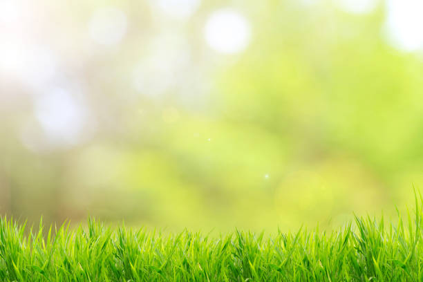 istock Spring or summer and grass field with sunlight blurred background 667245274