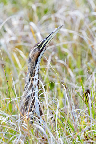 istock American Bittern Head Hiding in Grasses 667245684