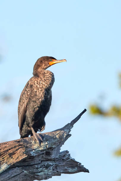 istock Double Crested Cormorant on Stump at Dawn 667247770