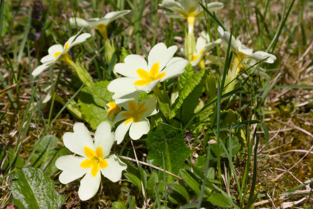 istock easter flowers blossom south germany 667248302