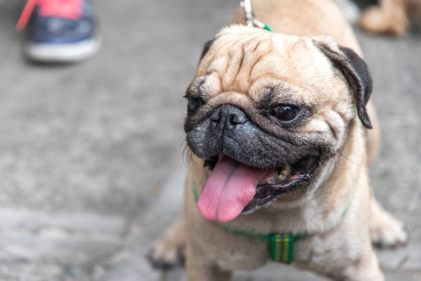 istock Cute Pug dog on the street 667251314