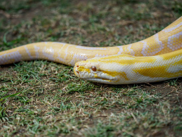istock pet animal - yellow snakes 667251368