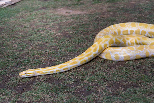 istock pet animal - yellow snakes 667251462