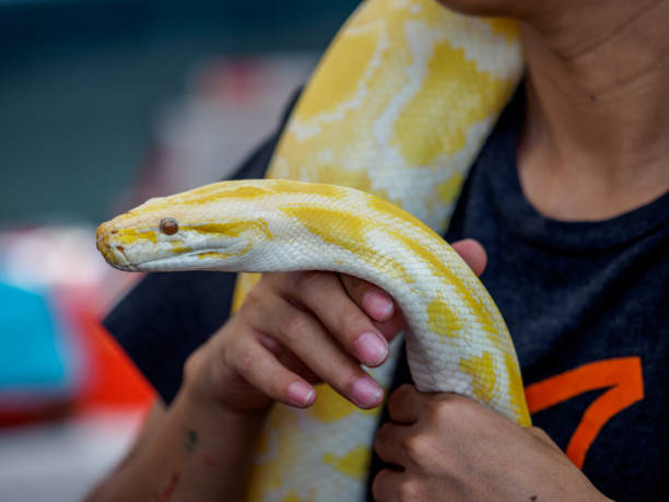 istock pet animal - yellow snakes 667251546