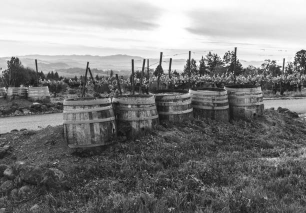 Wine Barrels at Vineyard stock photo