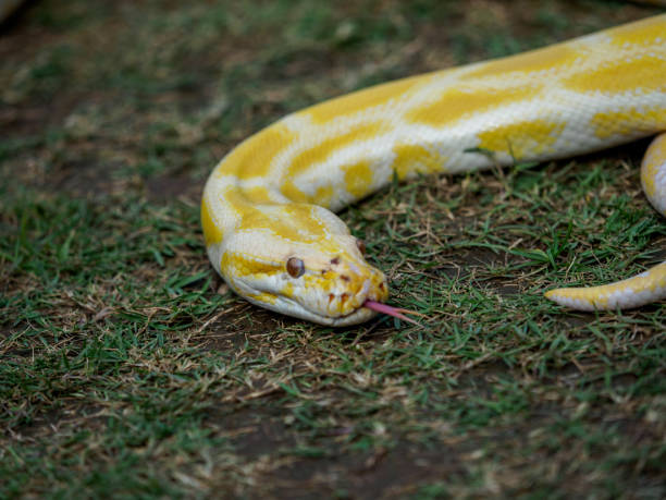 istock pet animal - yellow snakes 667252192
