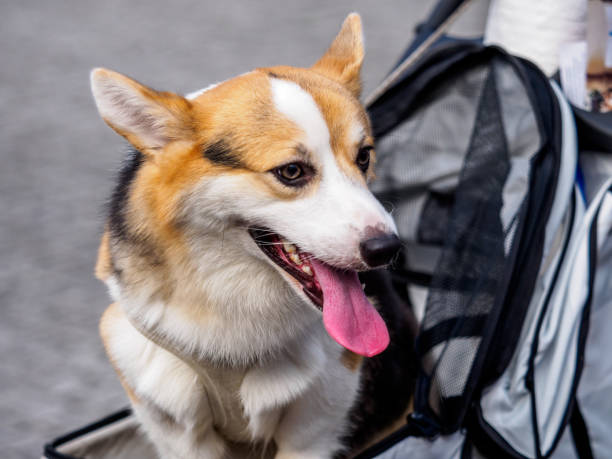 istock Pet animal Cute Dog 667252502