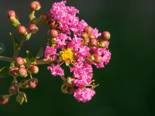 seria kwiatów letnich, szczegóły z krepy mirtu (lagerstroemia sp.) - southern beech zdjęcia i obrazy z banku zdjęć