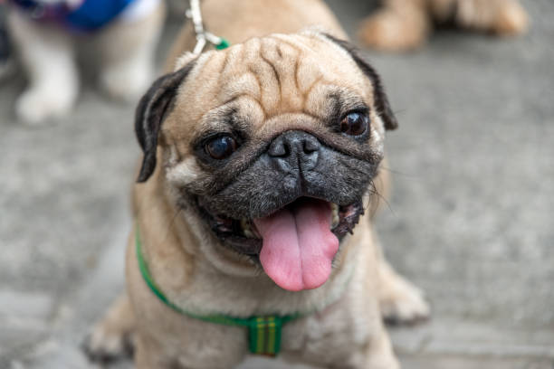 istock Cute Pug dog on the street 667253080