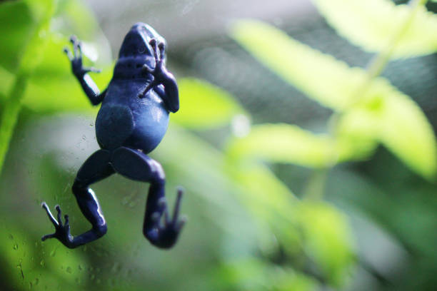 Blue poison dart frog climbing up a tree.