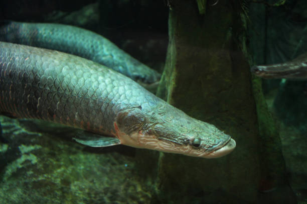 istock juvenile arapima gigas, underwater 667260172