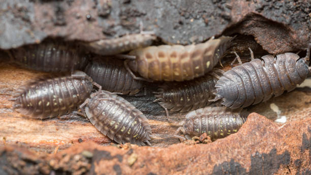 istock Many woodlice on wood 667260430
