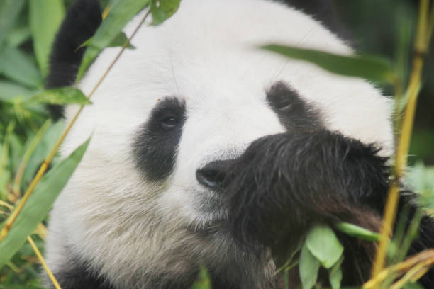 istock Portrait of giant panda bear 667263758