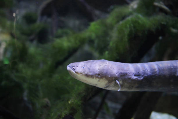istock the Electric eel Electrophorus electricus 667264056
