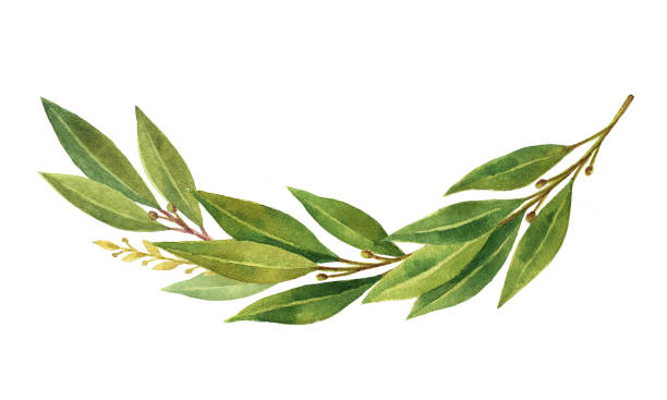 aquarell-bay leaf kranz isoliert auf weißem hintergrund. - lorbeerblatt stock-grafiken, -clipart, -cartoons und -symbole