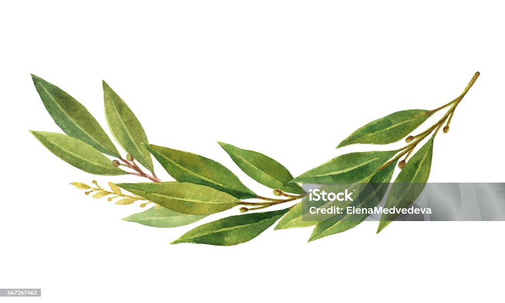 Watercolor Bay leaf wreath isolated on white background. Watercolor Bay leaf wreath isolated on white background. Hand drawn illustration for sports achievements, invitations, awards, victories and success.. Bay Leaf stock illustration