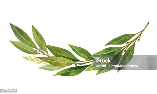 Watercolor Bay Leaf Wreath Isolated On White Background Stock Illustration - Download Image Now