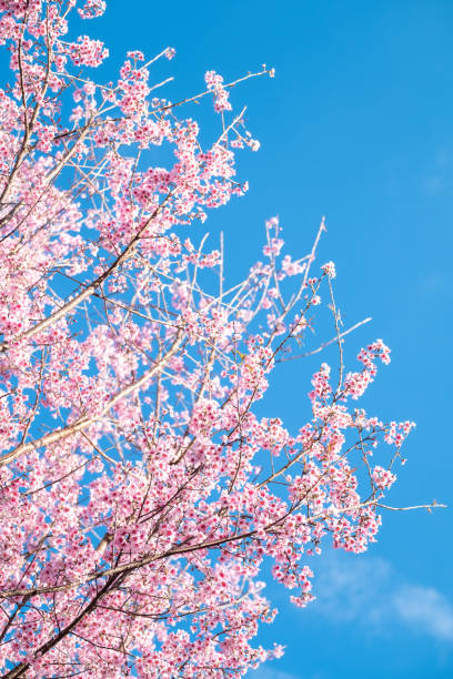 istock Beautiful cherry blossom sakura in spring time over blue sky. 667270586