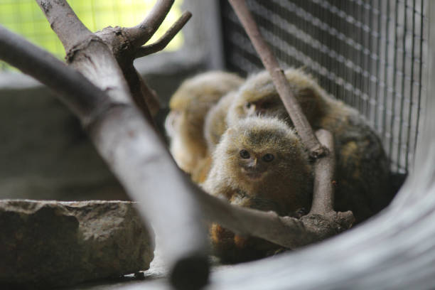 Two baboons cleaning together