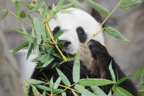 istock Portrait of giant panda bear 2016 667271394