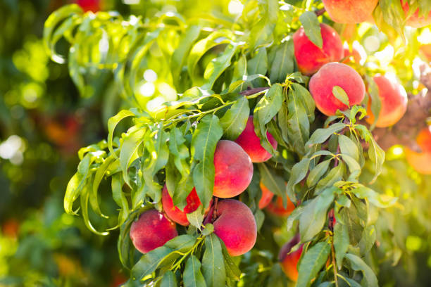 istock Fresh ripe peach on tree in summer orchard 667274096