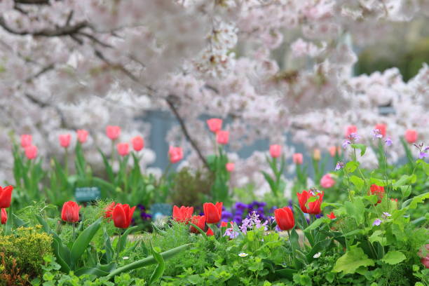 istock cherry blossoms Osaka Japan 667274386