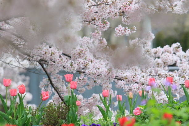 istock cherry blossoms Osaka Japan 667274394