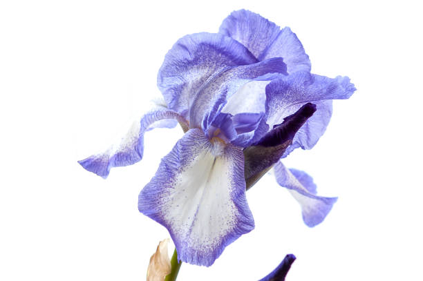 istock White with purple iris isolated on the white background 667277674