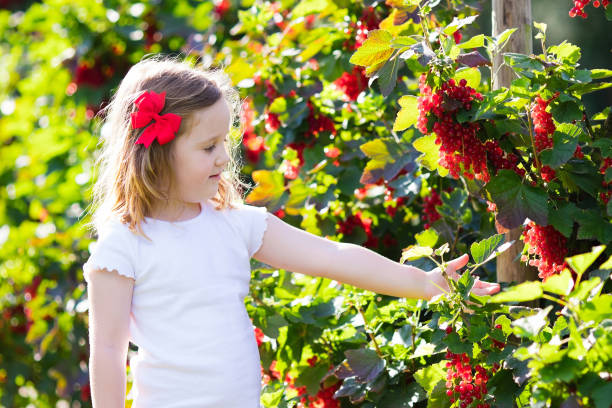庭で赤いカラントを選ぶ小さな女の子 - 11327 ストックフォトと画像