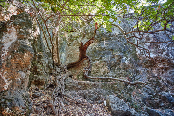 istock Israel galilee national park path view 667277970