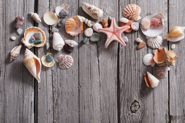 istock seashell and starfish on old wooden background 667281744