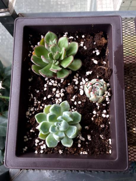 istock Miniature succulent plants in a planter. 667284294