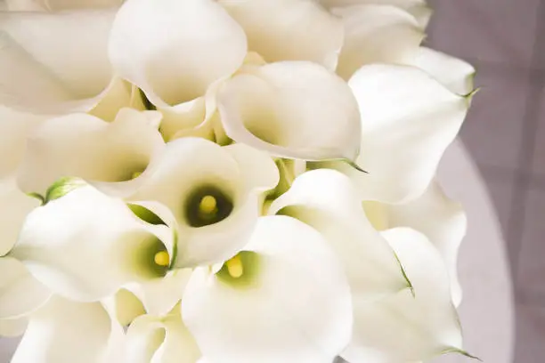 A bouquet of white calla-lily flowers