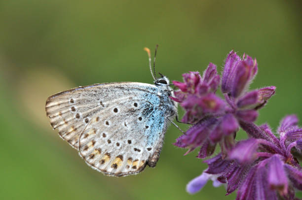 istock Plebejus argus, Silver Studded Blue butterfly collecting nectar from wild flower with a green background 667285692