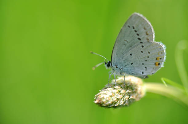 Melanargia galathea, the marbled white sucking salts on a human hand.