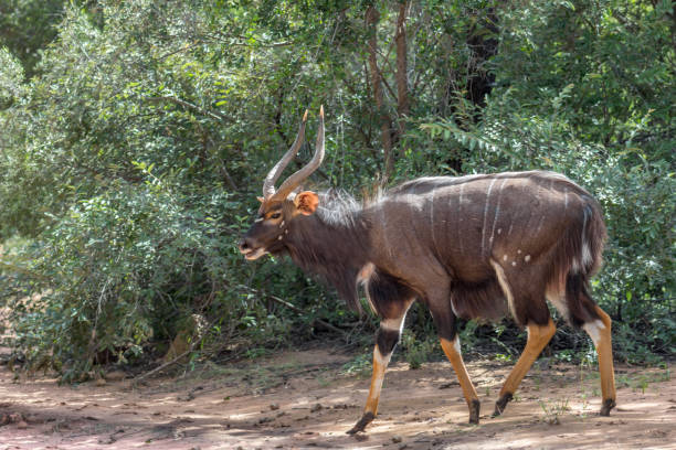 Casper Inyala 90+ Inyala Stock Photos, Pictures & Royalty-Free Images - iStock