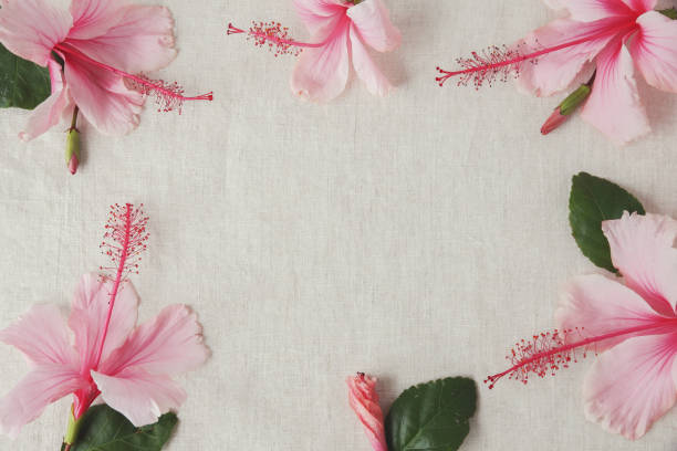 istock Pink Hibiscus flowers on linen, copy space background, selective focus, vintage tone 667289016