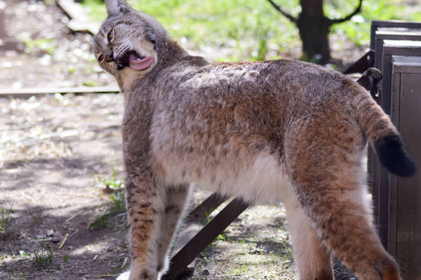 istock Lynx bathing with her tongue 667291764