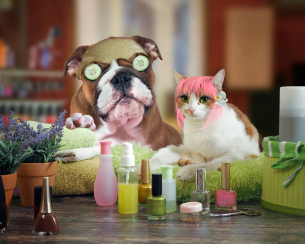 3,470 Dog Makeup Stock Photos, Pictures & Royalty-Free Images - iStock | Dog  portrait, Dog beauty, Corgi