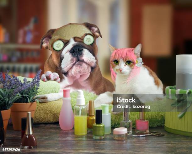 Забавный Салон Красоты Для Кошек И Собак Спапроцедуры Для Животных — стоковые фотографии и другие картинки Спа