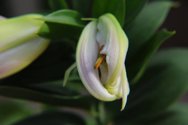 istock Flowering of iris in Spain 667293534