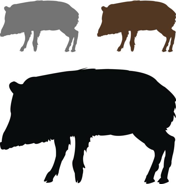 Peccary silhouette vector illustration of peccary silhouette javelina stock illustrations