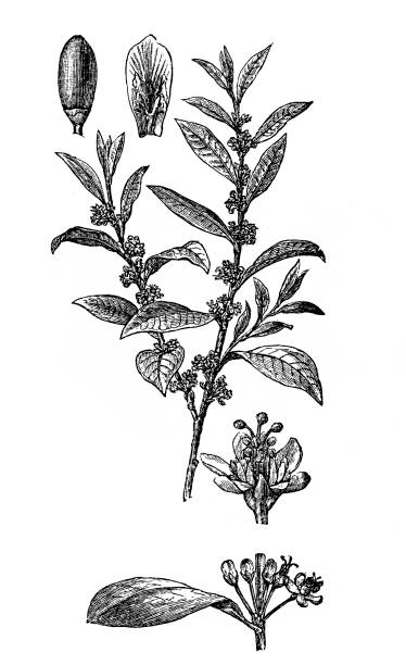koka amazońska (erythroxylum coca) - kane stock illustrations