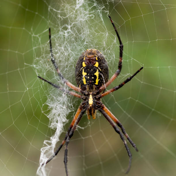 istock Silk Web by Spider Argiope Aurantia Yellow Garden Spider Spinneret 667300676