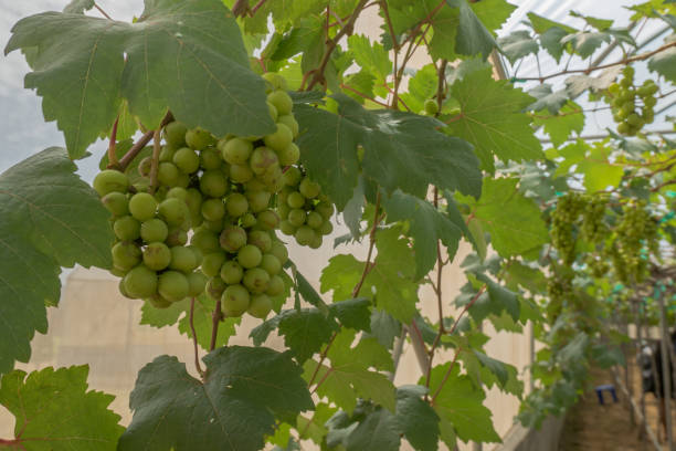 istock Bunch of grapes on a vine . 667300774